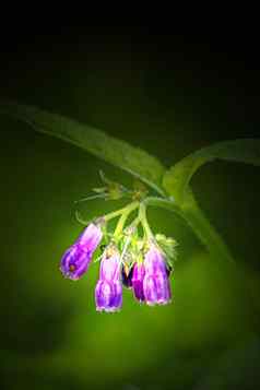 紫草科植物花
