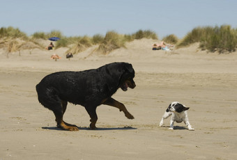 玩狗海滩