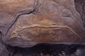 化石侏罗纪specie
