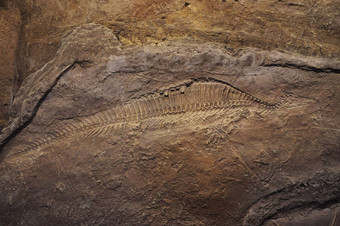 化石侏罗纪specie
