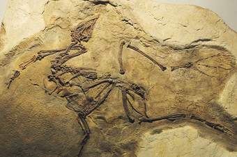 化石侏罗纪恐龙