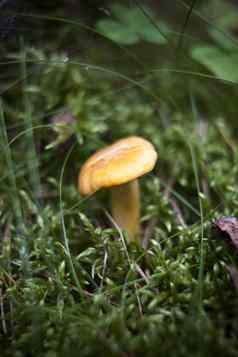 Chantarelle