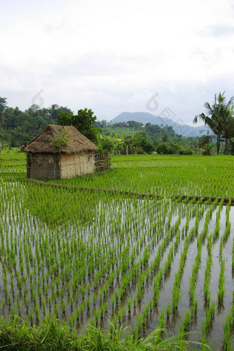 年轻的浇水ricefield小屋巴厘岛岛