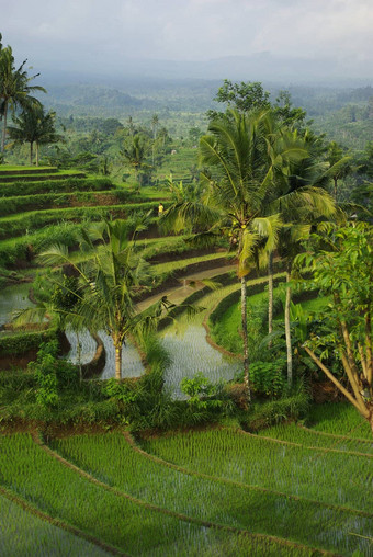 景观年轻的浇水稻田巴厘岛