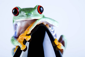 青蛙<strong>小</strong>动物红色的眼