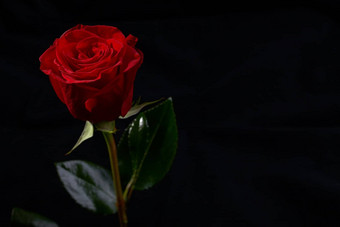 红色的玫瑰花开花