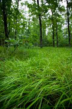 绿色湿草森林