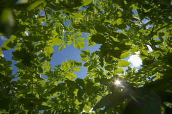 天空视图眼睛科罗拉多州土豆甲虫