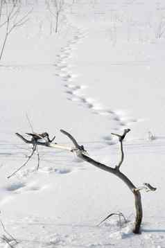 分支雪