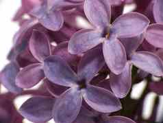 淡紫色花紫丁香紫丁香寻常的