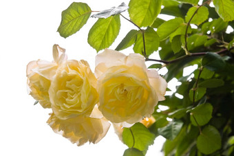 有香味的黄色的玫瑰迷美