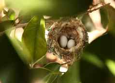 蜂鸟鸡蛋巢