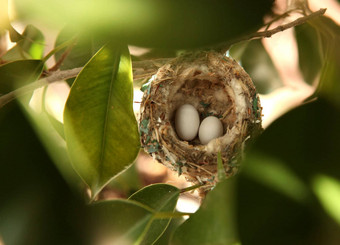 蜂鸟鸡蛋巢