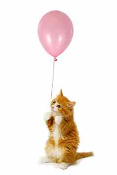 猫小猫气球