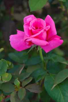 妖娆粉红色的玫瑰