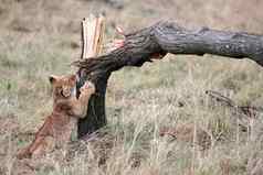 狮子幼崽玩马赛玛拉储备肯尼亚非洲