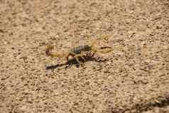 沙漠条纹蝎子