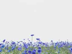 蓝色的矢车菊背景