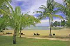 桑迪海滩太阳椅子棕榈树