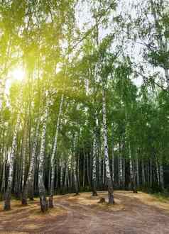 桦木树夏天森林太阳