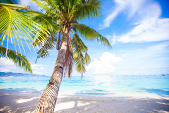 椰子棕榈树白色桑迪海滩