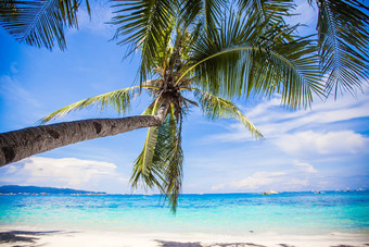椰子棕榈树白色桑迪海滩