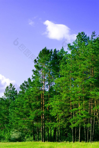 松森林蓝色的天空