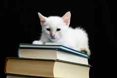 白色年轻的婴儿猫