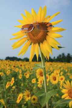 黄色的向日葵太阳镜蓝色的天空泰国