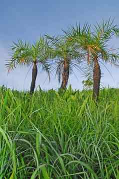 西米棕榈自然