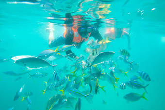 潜水员喂养鱼刁曼岛岛马来西亚