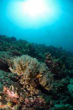 珊瑚马布岛马来西亚
