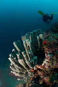 巨大的海绵马布岛马来西亚