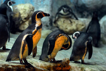 企鹅岩石动物园