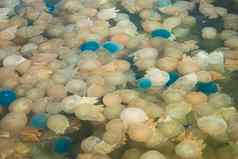 色彩斑斓的盛开的水母海泰国