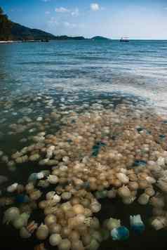 色彩斑斓的盛开的水母海泰国