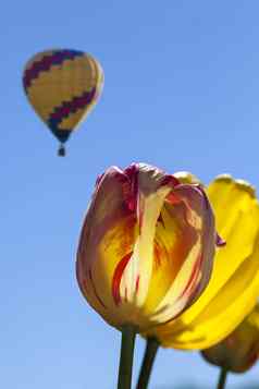 黄色的红色的郁金香热空气气球