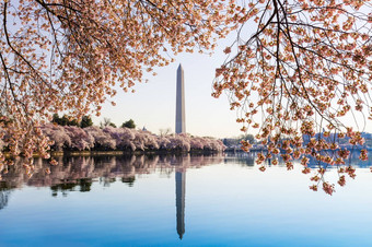 华盛顿纪念碑塔花朵