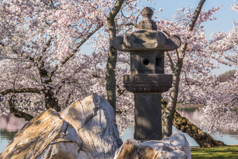 日本灯笼华盛顿<strong>花朵</strong>