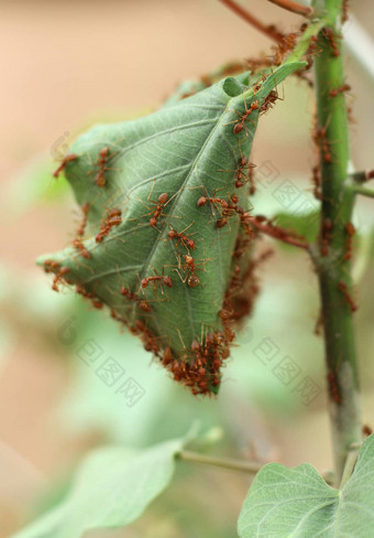 <strong>蚂蚁</strong>的巢使加入绿色叶子树