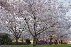 樱桃树开花国会大厦状态公园