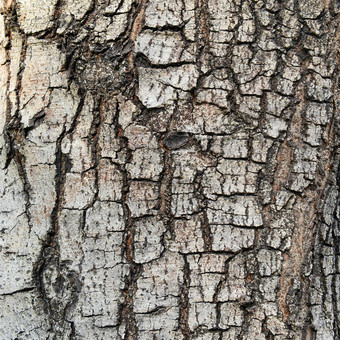纹理骨折树树皮