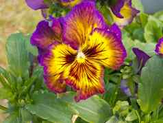 色彩斑斓的堇型花违反了三原色开花开花