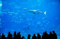 鲸鱼鲨鱼游泳水族馆人观察