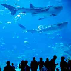 鲸鱼鲨鱼游泳水族馆人观察