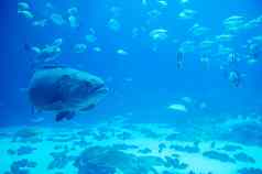 巨大的石斑鱼鱼潜水员