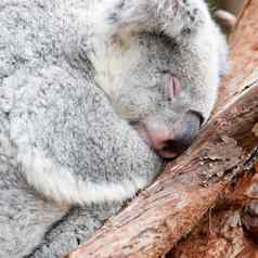 可爱的考拉熊采取La2睡觉树