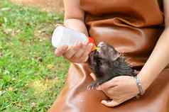 动物园管理员喂养婴儿豪猪