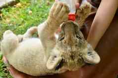 动物园管理员喂养婴儿狮子