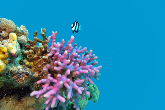 珊瑚礁紫罗兰色的罩珊瑚结束异国情调的鱼底热带海孤立的蓝色的水背景